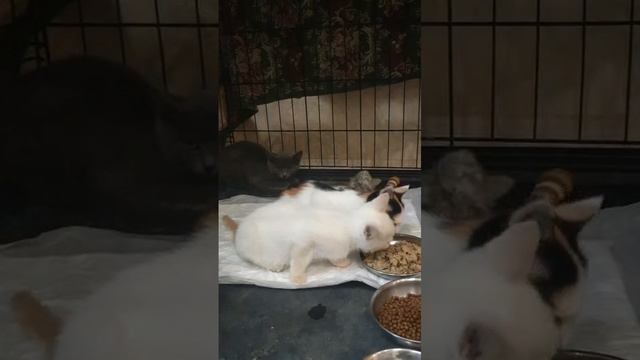 3 котёнка.mp4