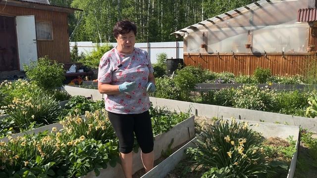 ЧТО ДЕЛАТЬ С НАРЦИССАМИ И ТЮЛЬПАНАМИ ПОСЛЕ ЦВЕТЕНИЯ