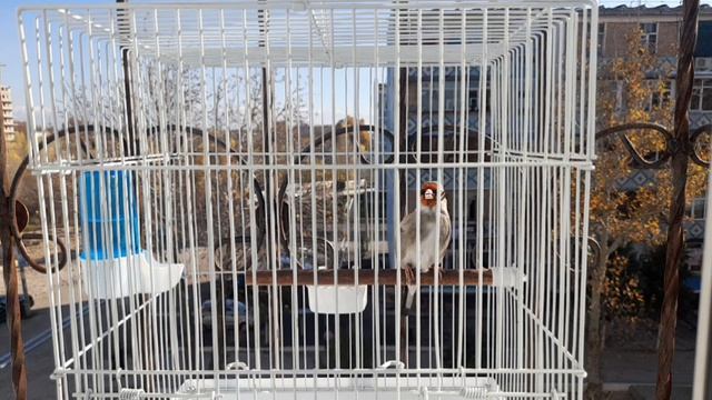 SAVA SAYRASHI ЩЕГОЛ ПОЕТ GOLDFINCH SINGING