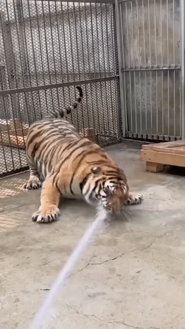 I loves tiger 2