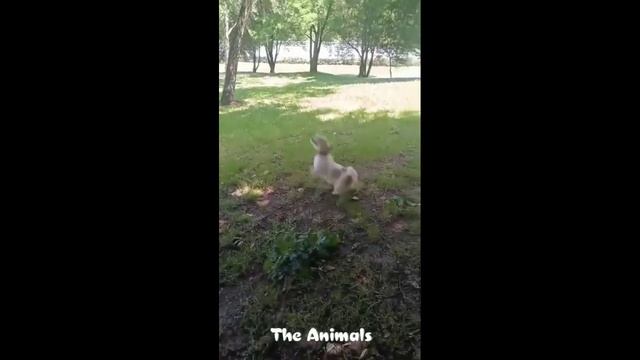 Приколы с животными!