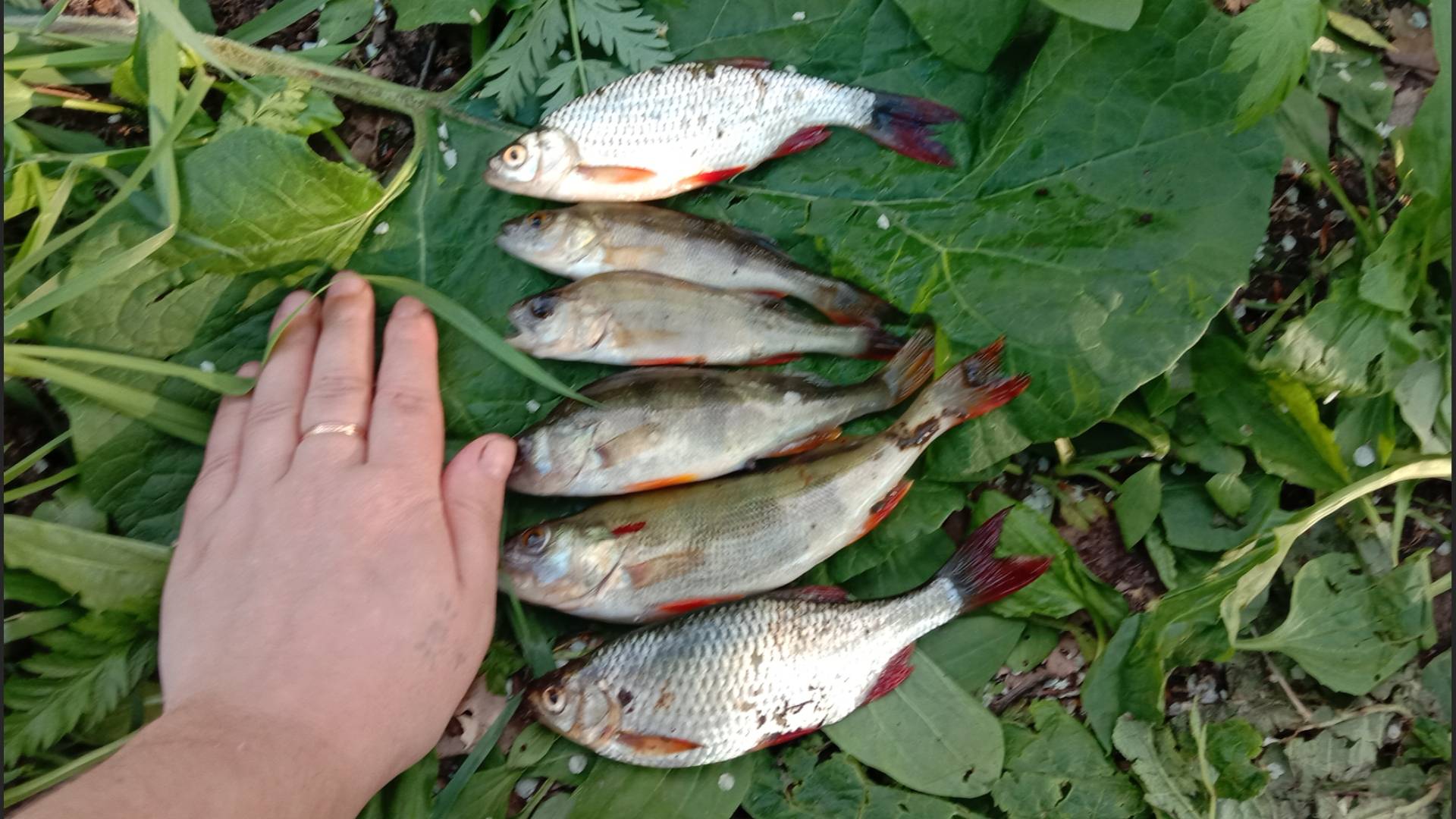 РЫБАЛКА МЫ СНОВА НА НОЛЬКЕ! РЕКА МАЛАЯ КОКШАГА! 17.05.2025 ГОДА! ВСЕ ЧАСТИ! #fishing #рыбалка