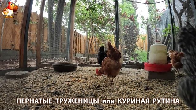 Куры несушки свободного выгула и их обычная куриная рутина – эпизод (395)