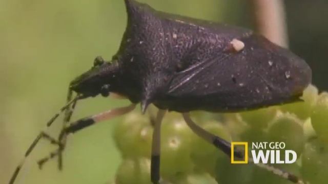 Smelly Stink Bug | Nat Geo Wild