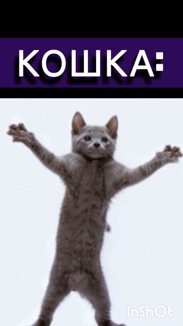 Буся и кошка.Часть 1. Дневник Бусинки