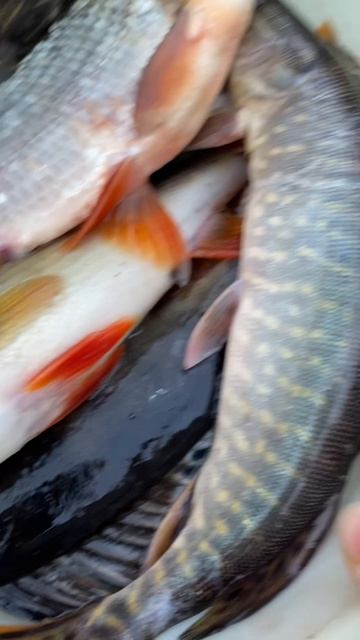 Улов на жарёху 🐠