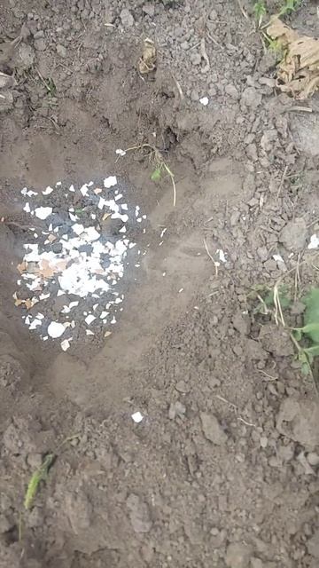 Осеняя пересадка смородины,секрет о котором вы точно ?