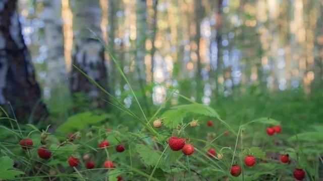 ЭТО ЛЕТО БУДЕТ САМЫМ ЛУЧШИМ стихи Ларисы Гавриковой читает Автор