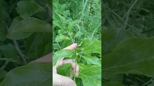 02.06.2025 кудрания  триостренная
