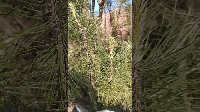 Как удерживать рост сосны