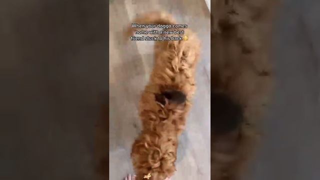 Собаки приводят друзей с улицы