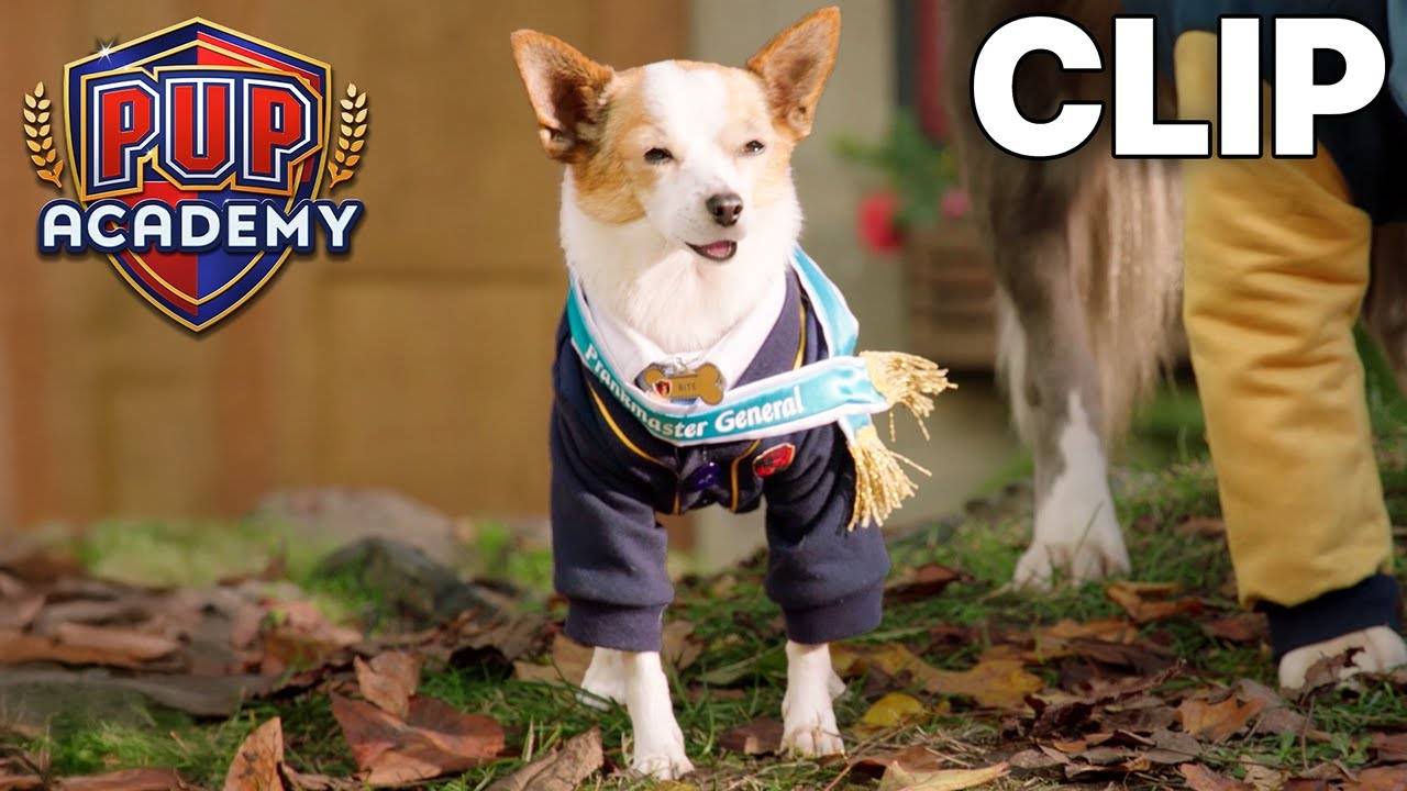 Pup Academy Clips