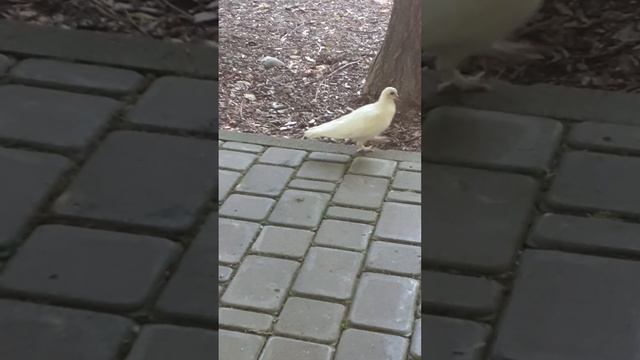 ЧУДЕСА НА КАЖДОМ ШАГУ