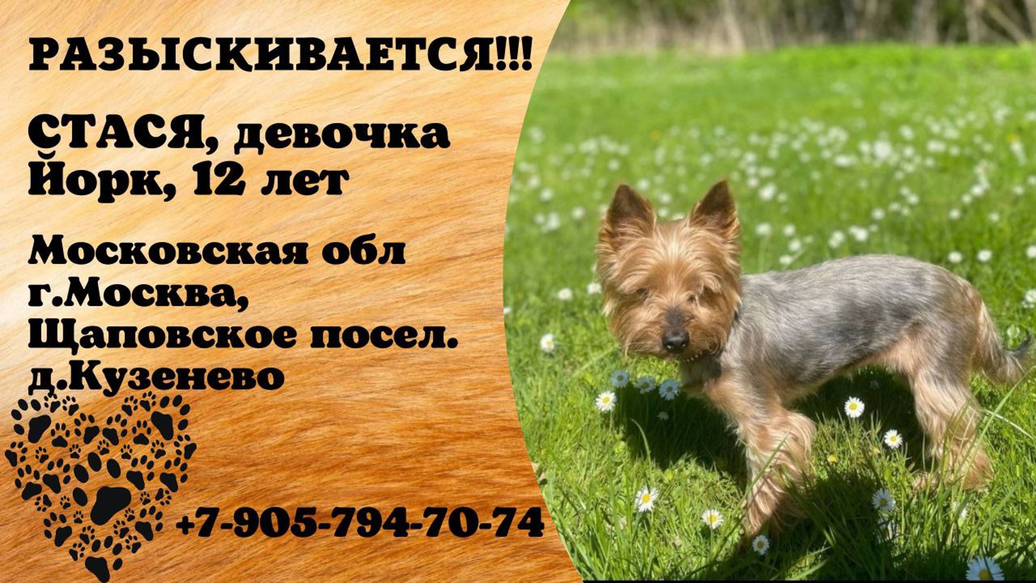 Пропала собака! СТАСЯ. Девочка. 12 лет. Йорк.Московская обл, г.Москва