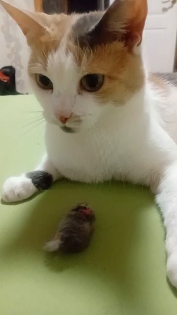 Мурка блогер, который не хочет славы))))