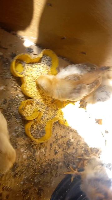 VID-20250603-WA0008