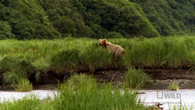 The Bear Highway | Shane Untamed