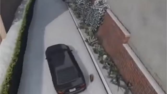 Городские коты удивительны