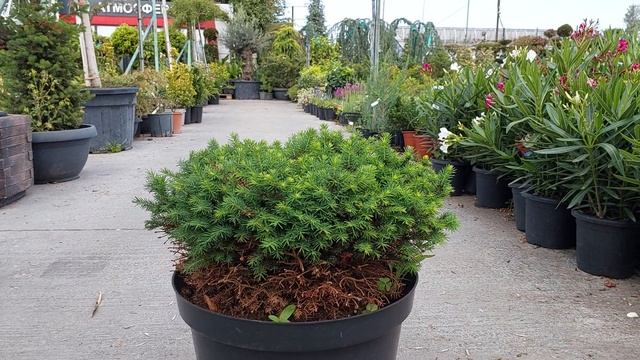 Ель EXCELSA NIDIFORMIS, CLT 18