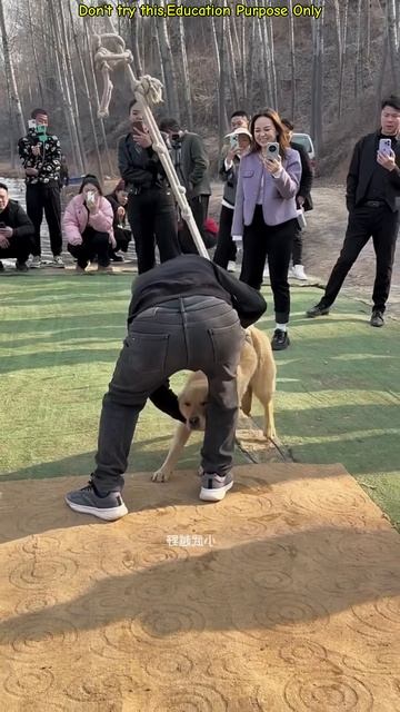 Dog swung and got happy #shortsvideo