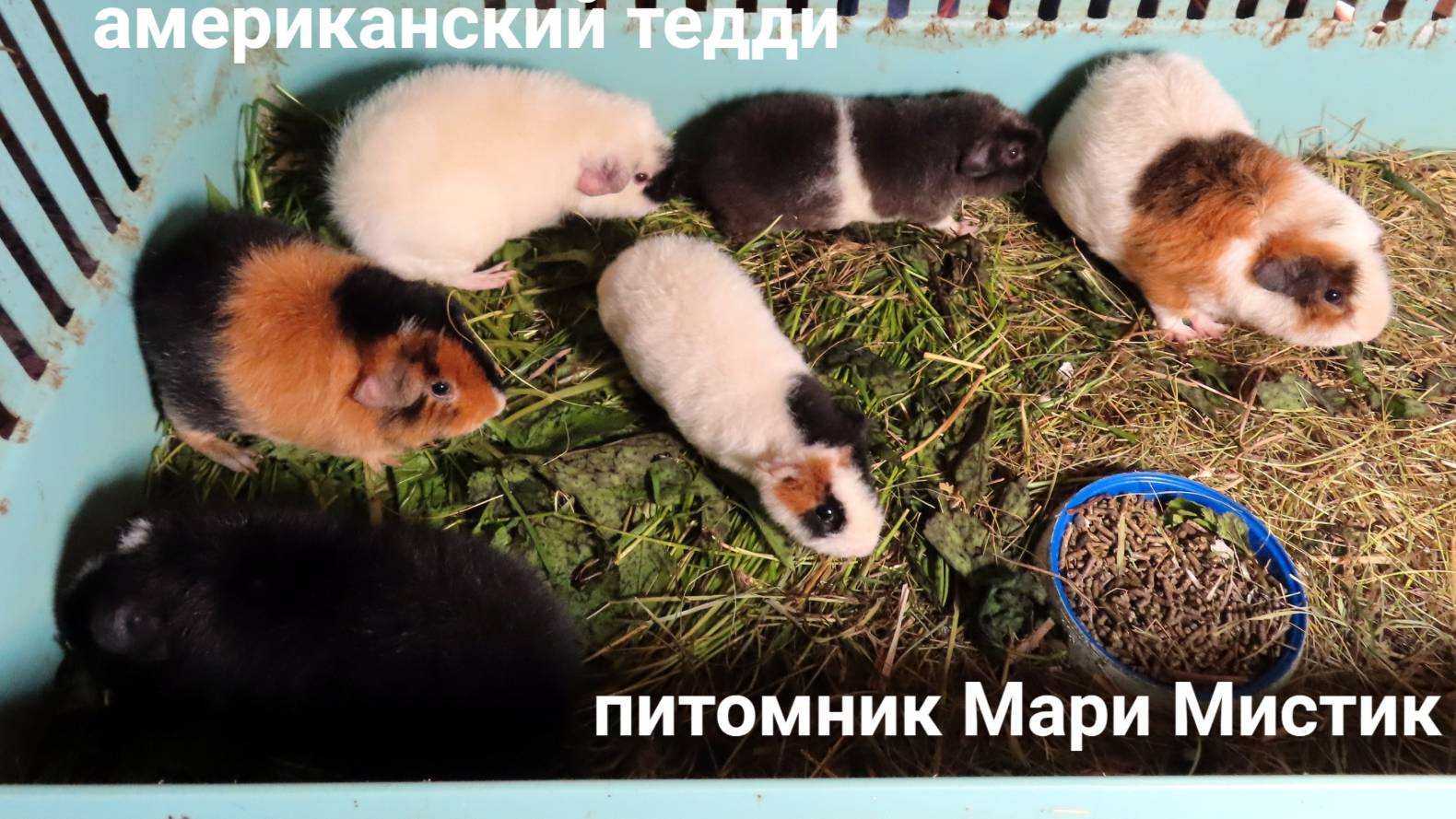 Самцы Илья Муромец, Золтан, Индиго, Изюмчик,Ланселот, Лукьяша 01.06.25 #купитьморскуюсвинкупродам