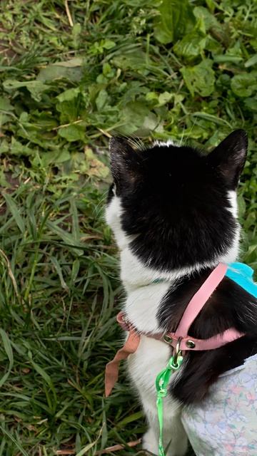 Июньская Мася 😽