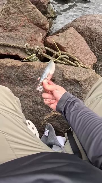 Fishing bait #shortsvideo