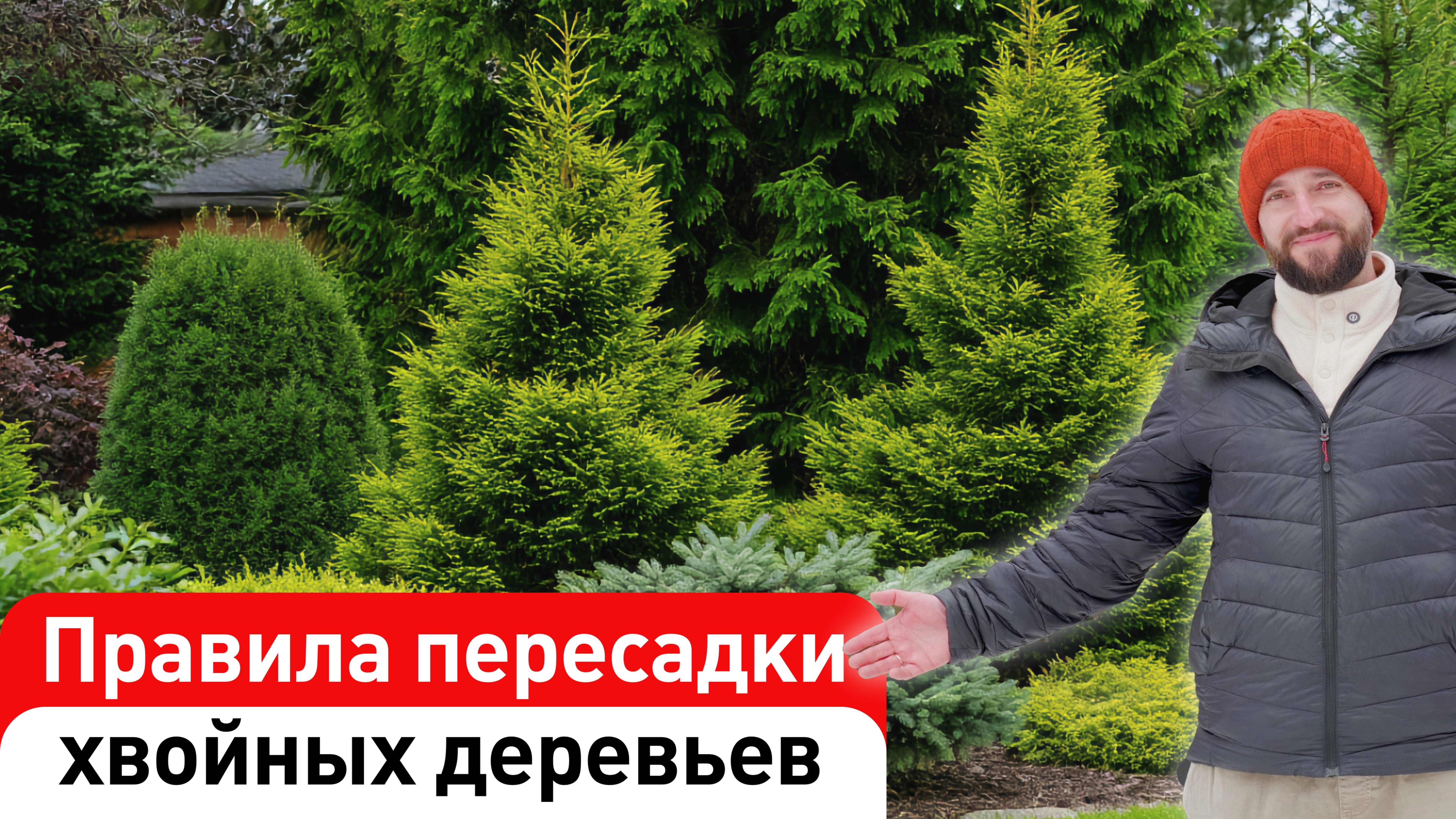 Правила пересадки хвойных деревьев. Денис Сафронов, Садовый Эксперт