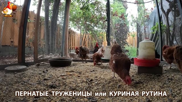 Куры несушки свободного выгула и их обычная куриная рутина – эпизод (396)