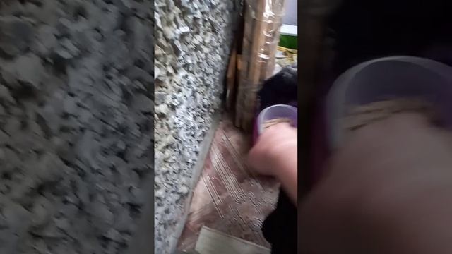 КОРМИМ ВОРОНЕНКА!!!!