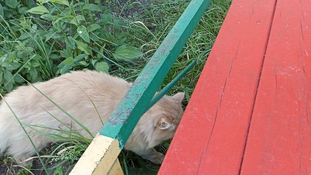 Кот Антон приехал из деревни.