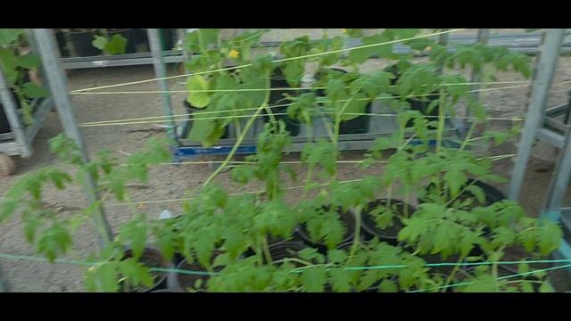 Вот что происходит в старой теплице благодаря Green Life.