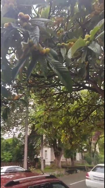 Зарисовки Сухума Мушмула