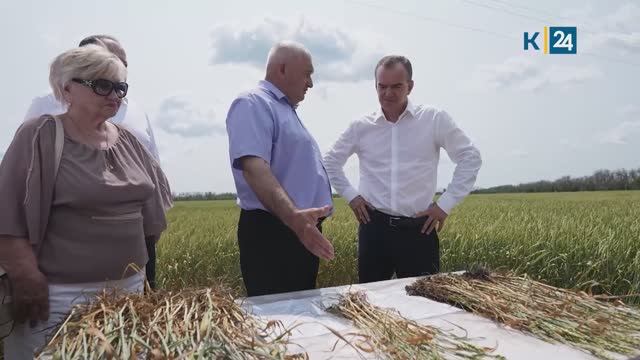 Кондратьев поручил проработать введение ЧС из-за засухи в северной части Кубани