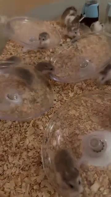 Hamster run