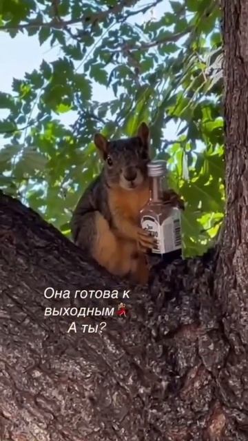 scene_output.mp4