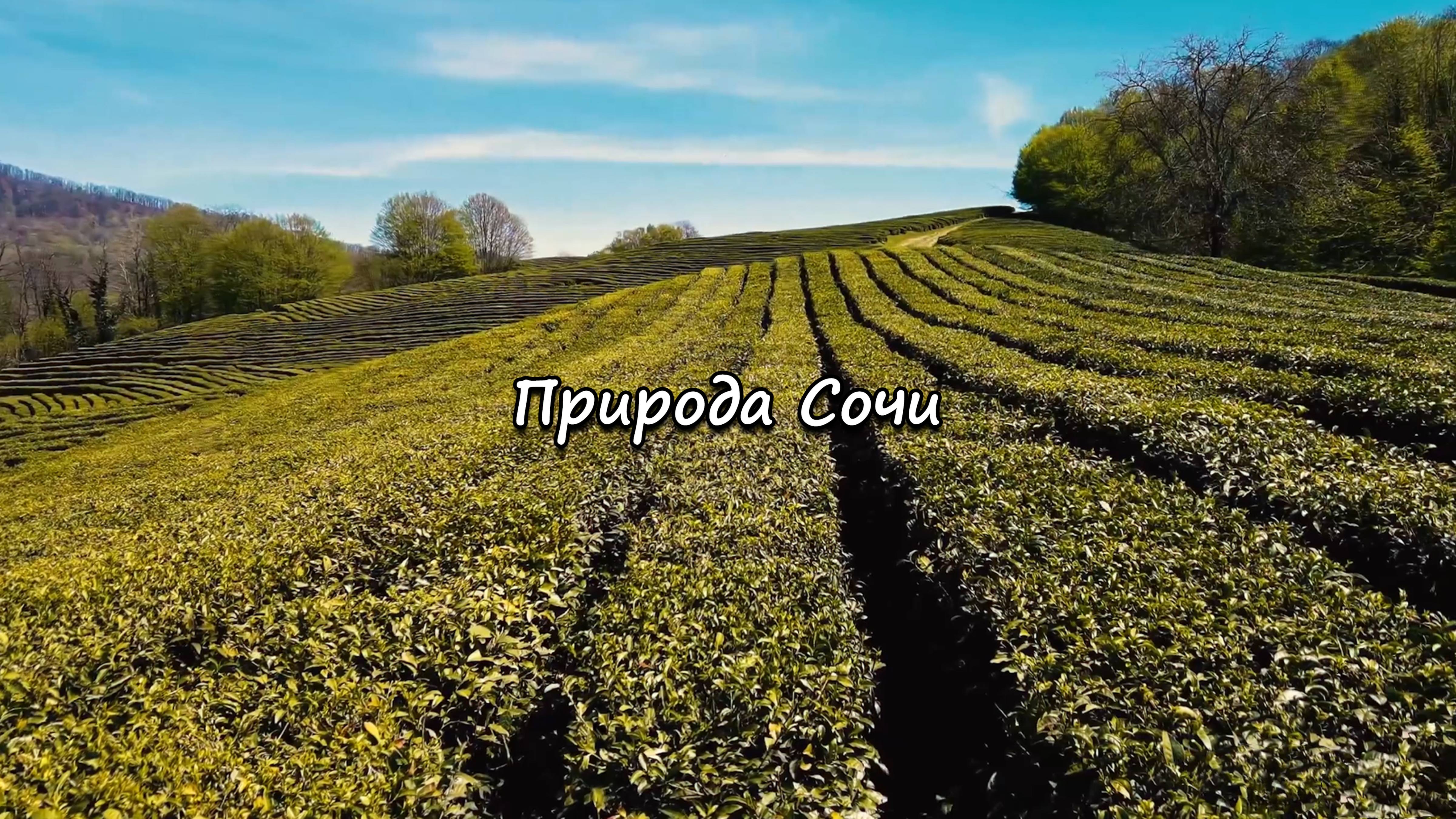 Природа Сочи