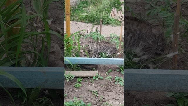 КОТ Файтинг - или поимка интервента на границе )))