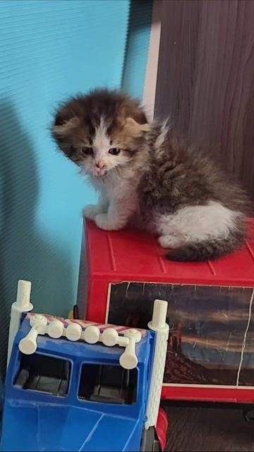 Маленький котенок, похожий на леопарда. #шорты