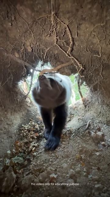 Kind bear #shortsvideo
