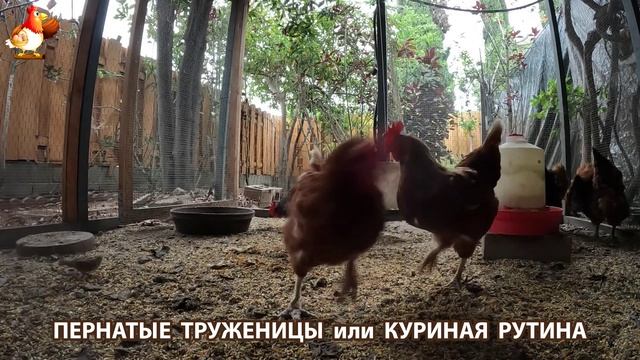 Куры несушки свободного выгула и их обычная куриная рутина – эпизод (394)