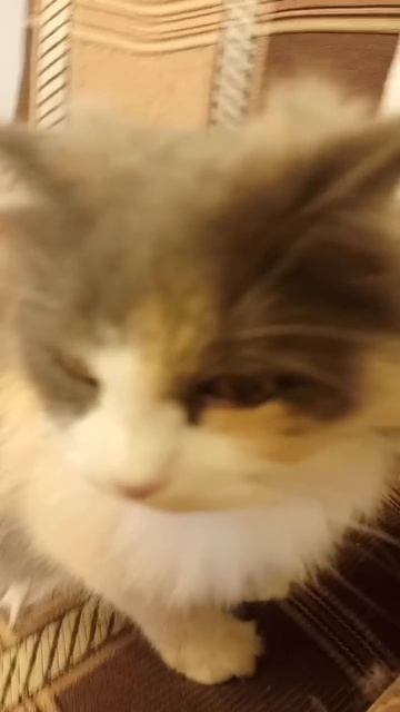 Кошка...