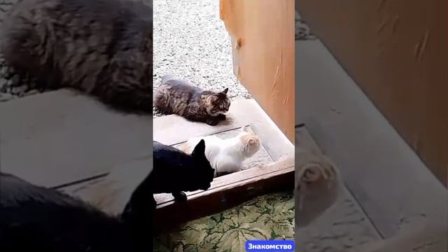 Жители приюта знакомятся с новичком. 
Все идёт своим чередом. Обоюдное привыкание.