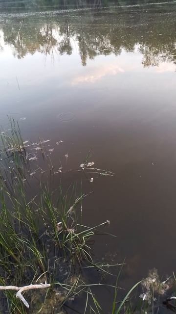 озеро деревенское