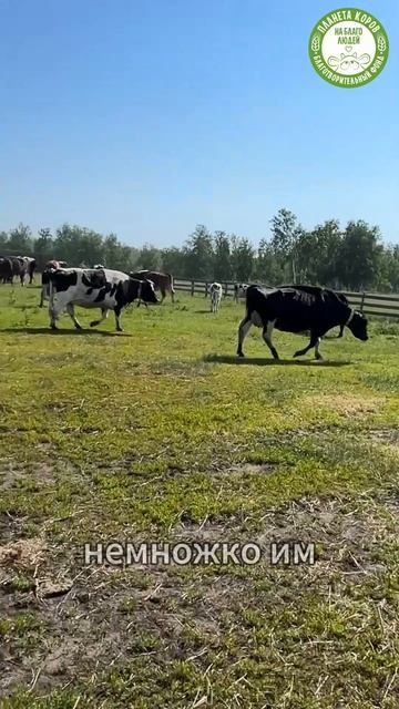 Коровы идут гулять!