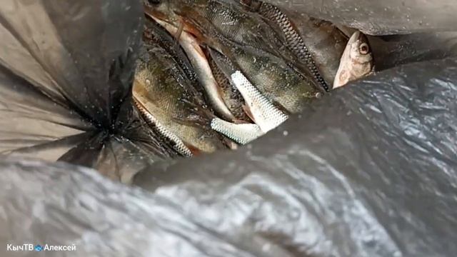 Где рыба? Иди в баню 2 - 3