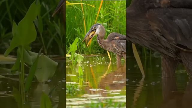 The nature tner surourds us. #birds #birdsong #wildlife #shorts
