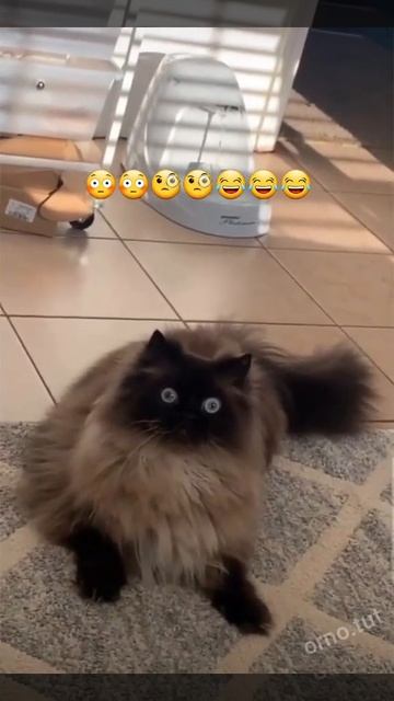 pyyk