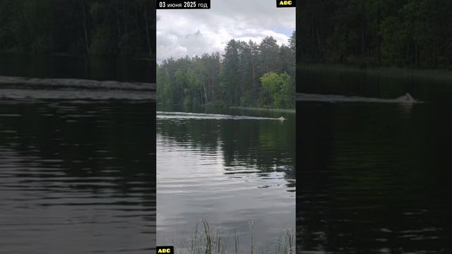 Спасение от комаров #юныйпрадедбодрыйдед
