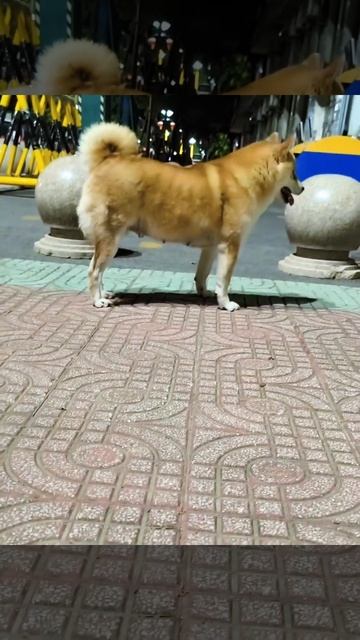 1000102734.mp4